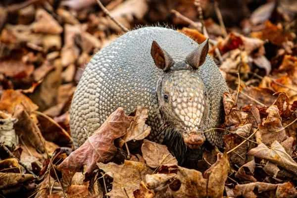 Why are armadillos endangered? Major threat analysis and conservation action guidelines.