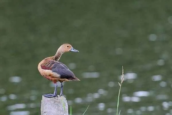 The origin and evolutionary history of ducks