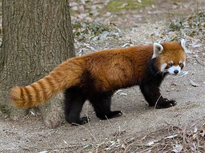 RedPandaFullBody.jpg