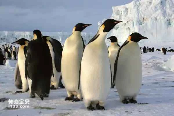 8 animals living in extreme environments