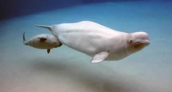 Ballena beluga: Características and ecolocalización - Reproduccion de la ballena beluga