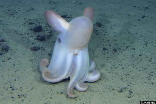 Tipos de pulpos - Pulpo dumbo (Grimpoteuthis spp.)