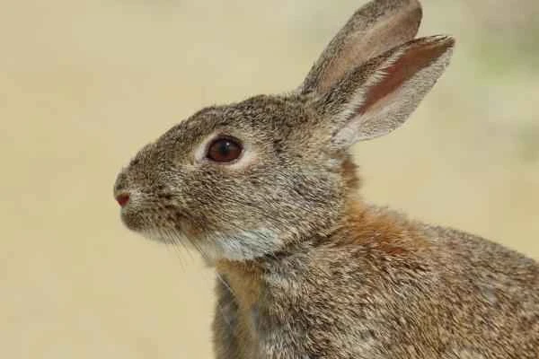 Animals and animals - Conejo europe (Oryctolagus cuniculus)