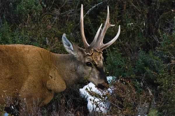 Animals of Patagonia - Huemul