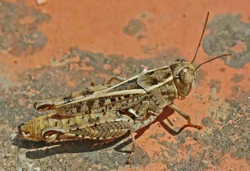 2025011310618668.jpg 44.jpg