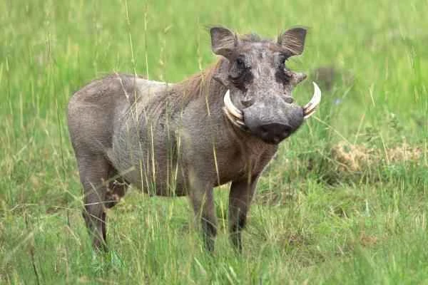 Wild boar species – African warthog