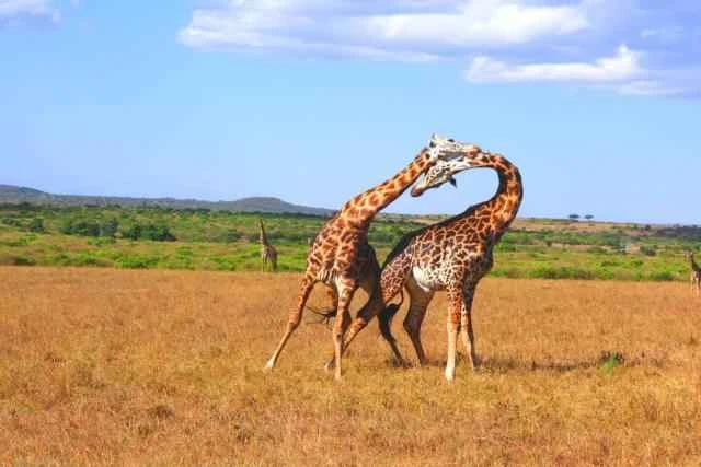 2024120998889072.jpeg f93b473d7549da7d8d4b999bffe26b3c.jpeg