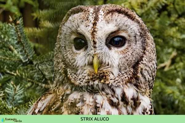 Species of owls - Owl genus