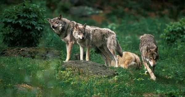 Wolves: The largest wolf species and the most aggressive wolf type.