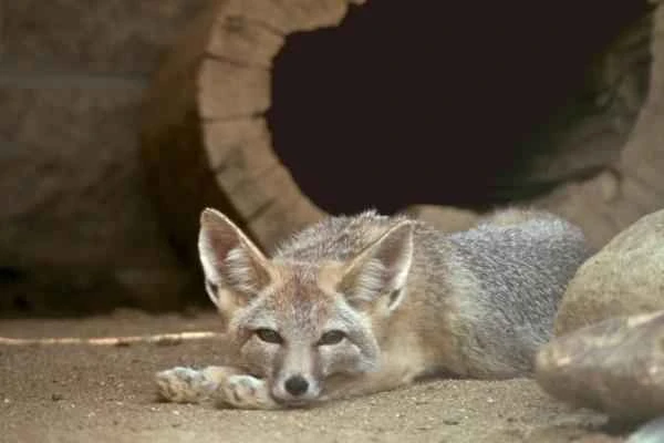 The endangered northern fox (Vulpes macrotis) of Baja California.