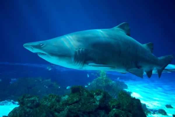 Carnivorous fish: What are they and examples - Bull shark (Carcharias taurus)