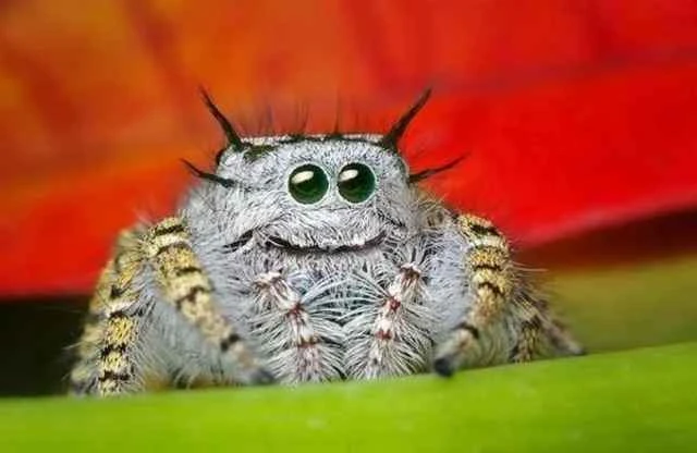 You won't believe there really are 10 of the cutest spiders.