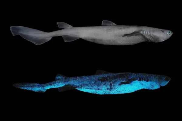 Camelfin shark: the largest known bioluminescent vertebrate in the world.