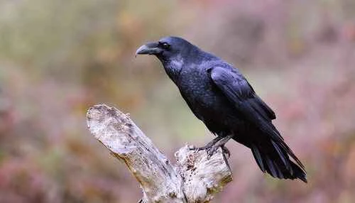 Ominous animals: Creatures symbolizing misfortune and mystery