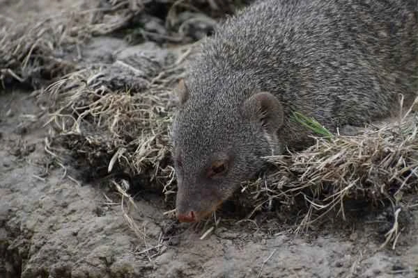 Meerkats: Characteristics, Habitat, and Diet - Meerkat Habitat