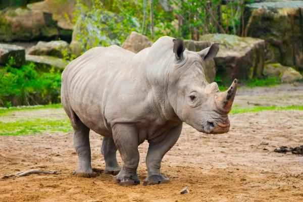 Types of rhinoceroses - Black rhinoceros (Diceros bicornis)