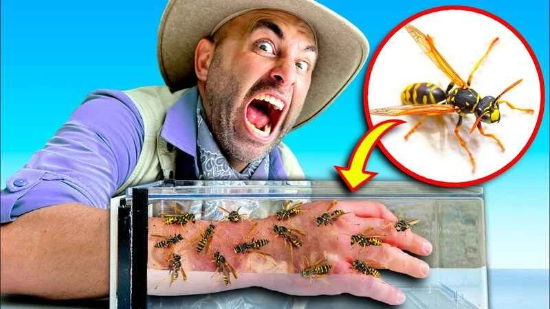 The world's top ten most painful biting insects