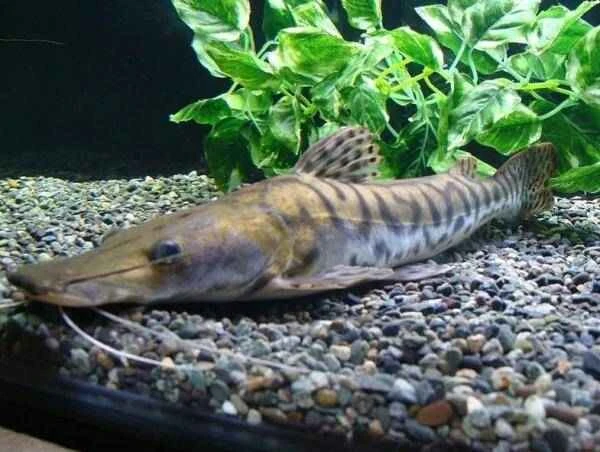 Animals that can desalinate seawater