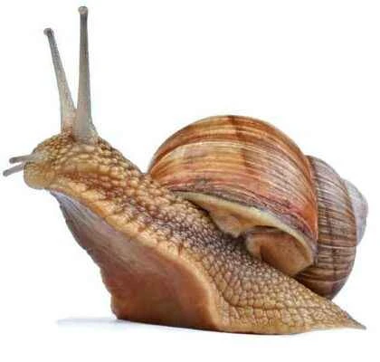 A comprehensive guide to snails