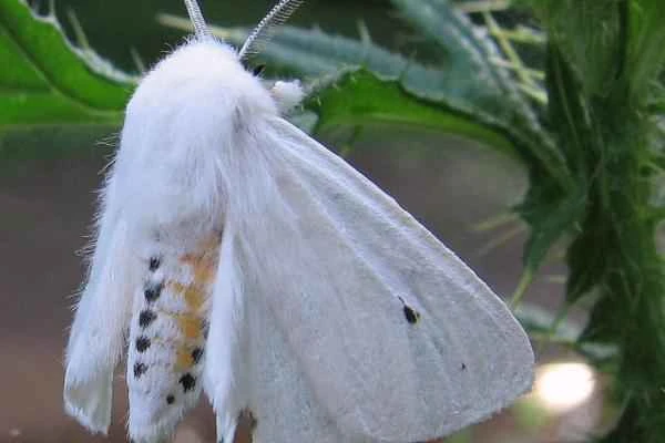 Tipos de mariposas - Gata peluda (Spilosoma virginica)