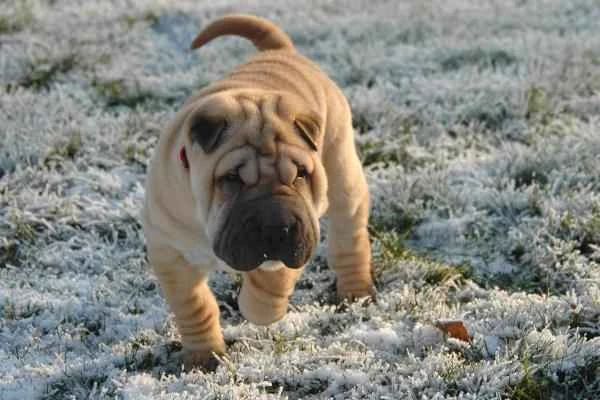 Animales con lengua azul - Shar Pei