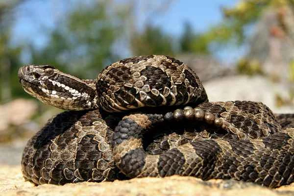 Wisconsin snakes: what you need to know