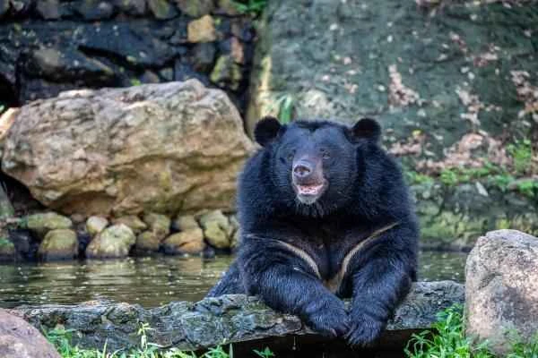 Chinese Animals - Black Bear