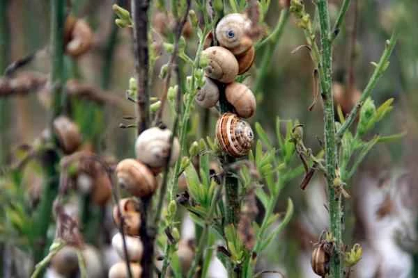 Land snails: What they are, their characteristics, and types - Where do land snails live?