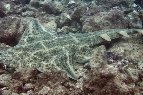 Endangered sharks – Angel sharks or angled sharks