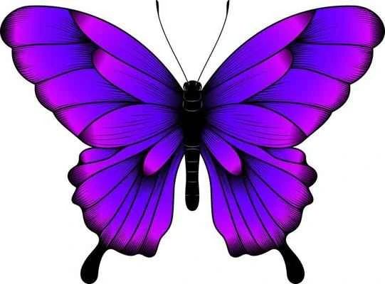 tropical-purple-butterfly-illustration-beautiful-butterfly-vector.jpg