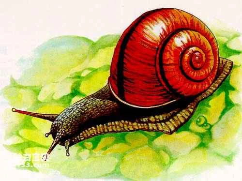 Mollusks: A History Through the Ages