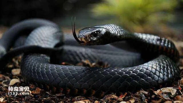 The world's ten most dangerous snakes