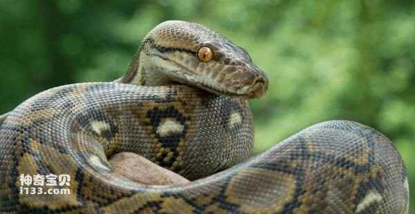 What are some of the largest snakes in the world?