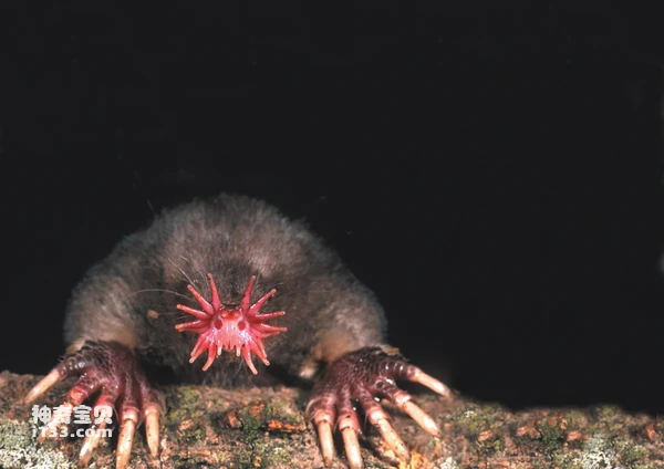 2024060419516263.png 888.png