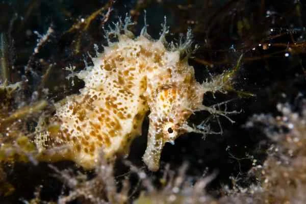 Tipos de caballitos de mar - Caballito de mar de hocico largo o narigudo (Hippocampus guttulatus)