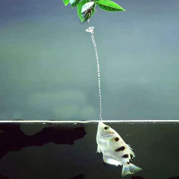 Bowfish (Swordfish): The "Sharpshooter" of the Underwater World