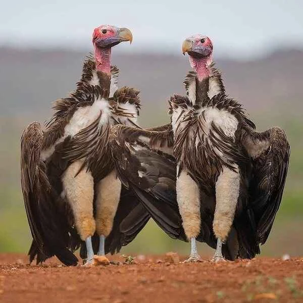 Detailed introduction to the vulture (Aegypius monachus)