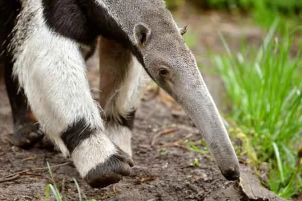 Toothless animals - anteaters (suborder Vermilingua)