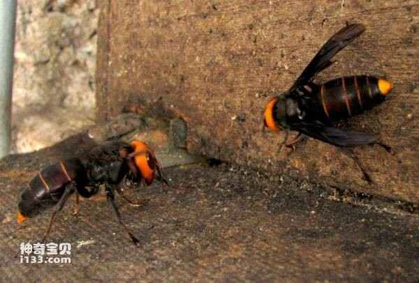 Top 10 Common Poisonous Insects in China