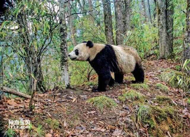 The Rise and Fall of the Panda Family