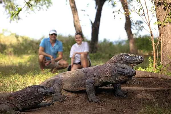Discovering the King of Lizards: The Majestic Komodo Dragon