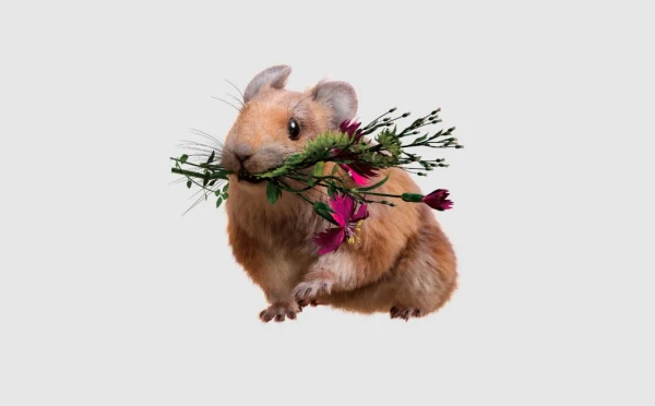 The mascot of the 2023 Spring Festival Gala, "Tu Yuanyuan," is named after the "Anhui Model Pikachu." What is the significance of these fossils?