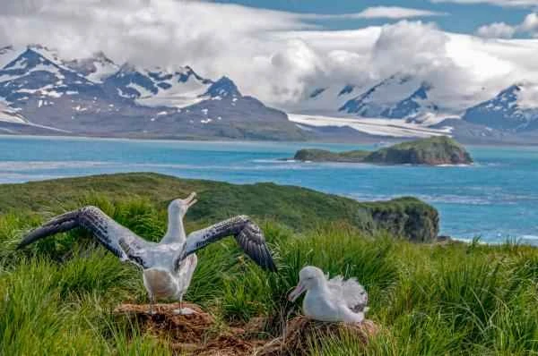 A Brief Introduction to the Wandering Albatross: Characteristics, Distribution, and Diet