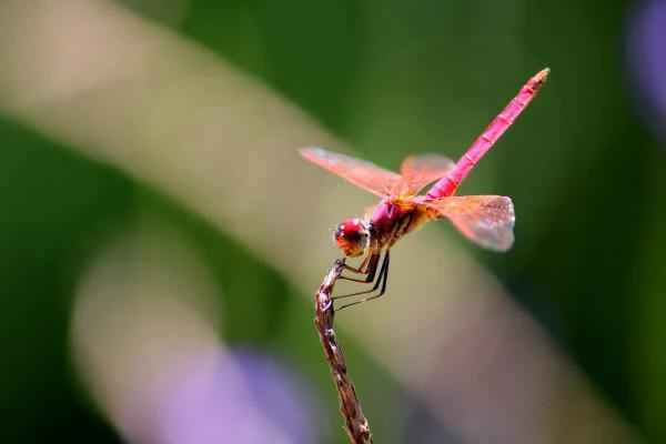 Dragonfly species - Tiger dragonfly