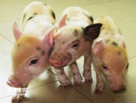 The enormous role of the world's first genetically modified pig