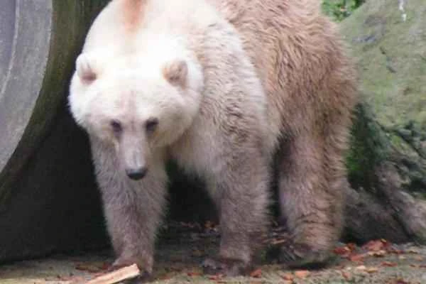 Animales híbridos: ejemplos and características - Oso grolar (Ursus arctos × Ursus maritimus)