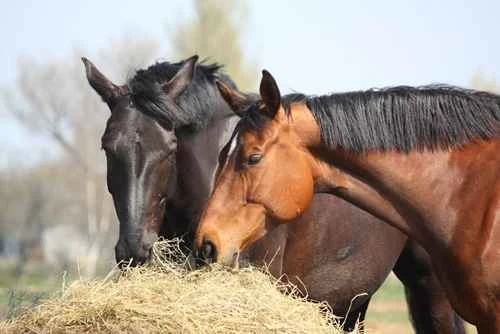 A basic guide to caring for horses: nutrition, lifestyle habits, emotional bonds, and cultural symbolism.