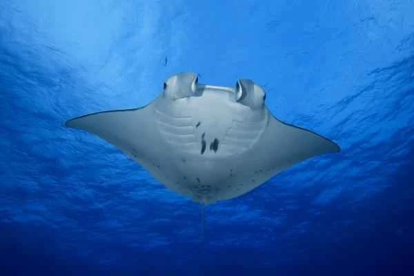 Carnivorous fish: What are they and examples - Manta birostris
