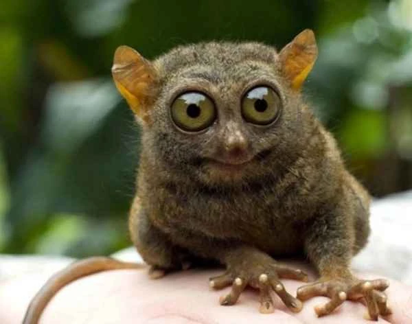 Unveiling the wondrous world of the lemur: a nocturnal treasure of nature.