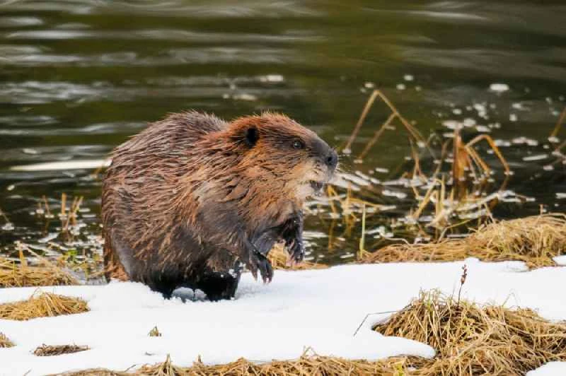 Types of beavers